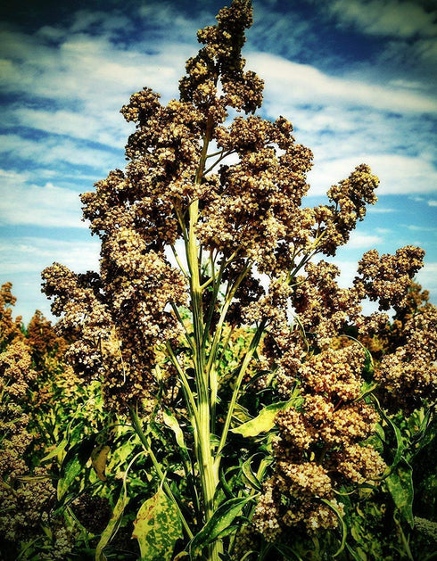 Generic Semi di Quinoa 1000 Bianchi