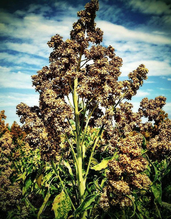 Generic Semi di Quinoa 1000 Bianchi