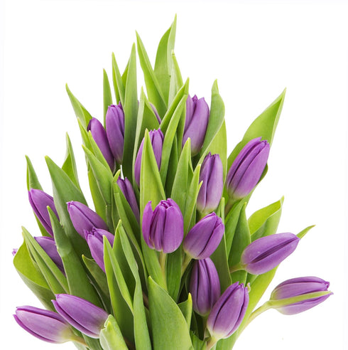 Blooms2Door 20 - Farm Fresh Purple Tulips Fresh without vase - Fresh Flowers for Birthday, Valentine's & Mother's Day