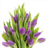 Blooms2Door 20 Flowers - Mother's Day Collection - Purple Tulips without vase.Gift for Birthday, Anniversary, Get Well