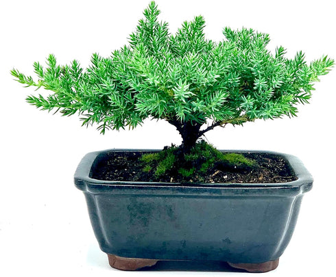 Generic 100% Live Dwarf Juniper Bonsai Tree | Indoor/Outdoor | Handcrafted| Home and Office Dcor | Best Gift