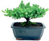 Generic 100% Live Dwarf Juniper Bonsai Tree | Indoor/Outdoor | Handcrafted| Home and Office Dcor | Best Gift