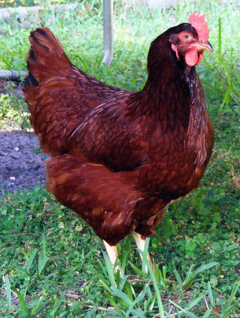 Egg Hatcher Marans hatching eggs