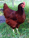 Egg Hatcher Marans hatching eggs