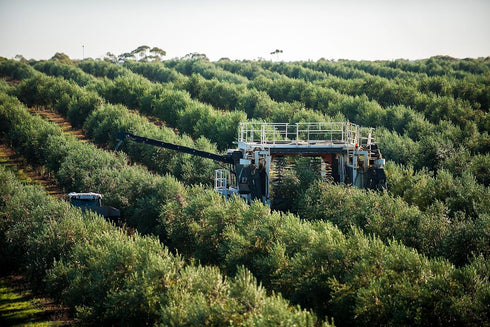 12.7 COBRAM ESTATE Australia Select Olive Oil, FZ
