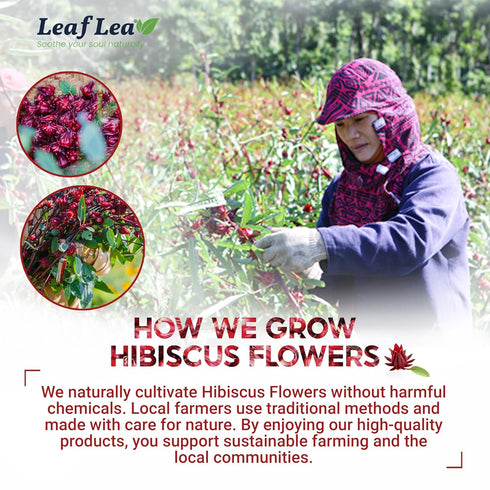 240 Count, 100% (Pack 6) LeafLea Hibiscus Tea Bags Individually Wrapped, Natural Hibiscus Flower Herbal Tea