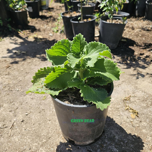GREEN BEAR Live Cuban Oregano Plant, Also Knows as Broadleaf Thyme Herb, Potted Fresh Kitchen Garden Plant