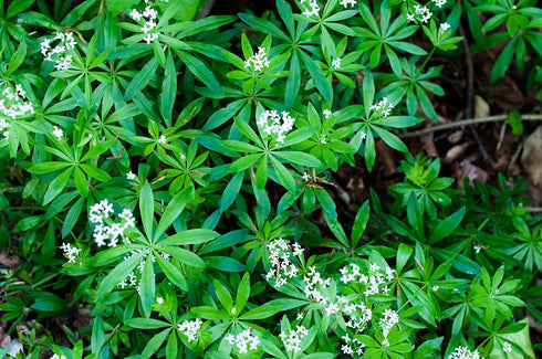 Health Embassy Sweet Woodruff Herb | Galium Odoratum L | Herbal Tea, 50g