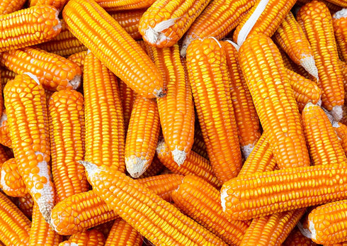 10 100% Food to Live Organic Yellow Popcorn, pounds Non-GMO Corn Kernels, Whole Grain, No Additives, No Preservatives