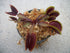 JoelsCarnivorousPlants 3 inch Medium Sized FTS Maroon Monster Venus Flytrap - Fly Trap - (Dionaea Muscipula)