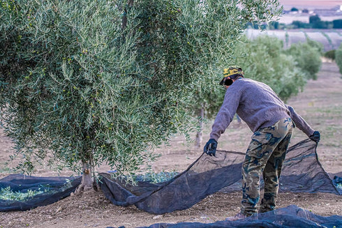 The Olive Trading Co. 2024/25! 500ml (16.9 OZ) Regios Extra Virgin Olive Oil, Picual, Early Harvest Award Winning