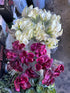 10 Next-day delivery Calla Lilies Fresh Cut Flowers Bouquet Prime Delivery Gifts for Birthday Anniversary Friendship