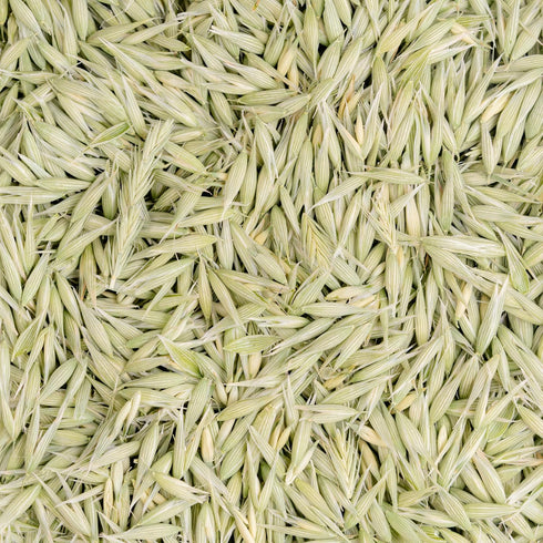 5.6 oz 79 Milky Oats, Organically Grown in Wisconsin | | Servings | Sacred Blossom Farm | Herbal Tea & Medicinal Herbs