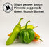 Bertie's Slight Pepper Sauce, 10 Oz/300ml - Great Flavor Without Too Much Heat