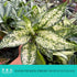 4" Aglaonema Snow White Live Plant in Pot Spring Snow Indoor Houseplant, Pet Friendly, Easy Care, Low Maintenance