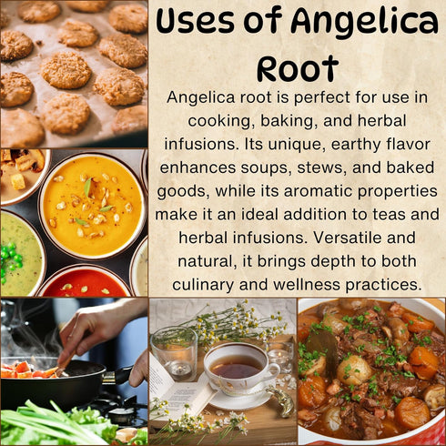 3.5 oz Herbs Botanica Angelica Root Loose Cut and Sifted Angel of Herbs Angelica Archangelica Angelica Herb for Herbal