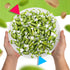 1 Rossana Pistachio Candy | Pound Bag | Italian Candy | Individually Wrapped Pistachio Toffee Treats for Office Bowls