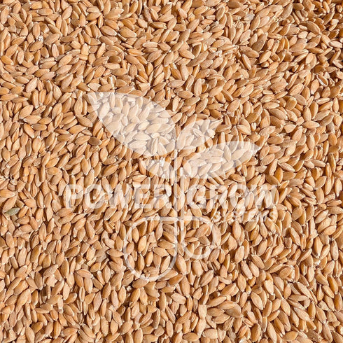 PowerGrow Systems 100% (5 5 Einkorn Wheat Berries - Certified Organic Einkorn Whole Wheat Grain pounds) by (Einkorn