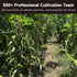 5" 7" 25 Counts SPICEEL Madagascar Vanilla Beans Grade A Vanilla Pods for Making Extract, Whole - Vanilla Beans