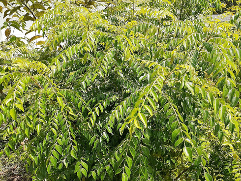 Hilltop Fresh 250 Fresh ORGANIC Gamthi Curry leaves - Leaves - Very Fragrant - Grown in Florida, USA -Picked fresh from