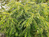 Hilltop Fresh 250 Fresh ORGANIC Gamthi Curry leaves - Leaves - Very Fragrant - Grown in Florida, USA -Picked fresh from