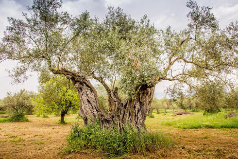 1000 33.8oz (1L) Ancient Foods Keros Organic Extra Virgin Olive Oil Cold Pressed Greek EVOO, High Polyphenol Olive Oil