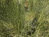 ForagedWild SUBALPINE Mormon Tea Wildcrafted 1/4lb Mormon Tea - Brigham Tea - Ephedra | USA Wildcrafted Dried Subalpine