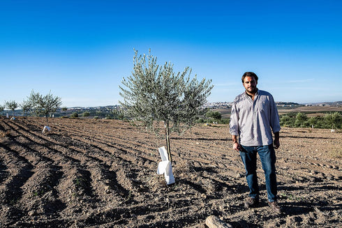 The Olive Trading Co. 2023/24! 500ml (16.9 OZ) Regios Extra Virgin olive Oil, Picual, Early Harvest Award Winning