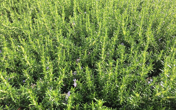 KOKKIA Rosemary : California Fremont Stanford Fresh Picked Rosemary Sprigs (Qty 24 branches)