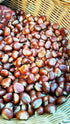 Pack) 2025 Giannetti Artisans Italian Chestnut Flour - Stone Chamber Roasted Chestnuts - (Single - Nov. Batch