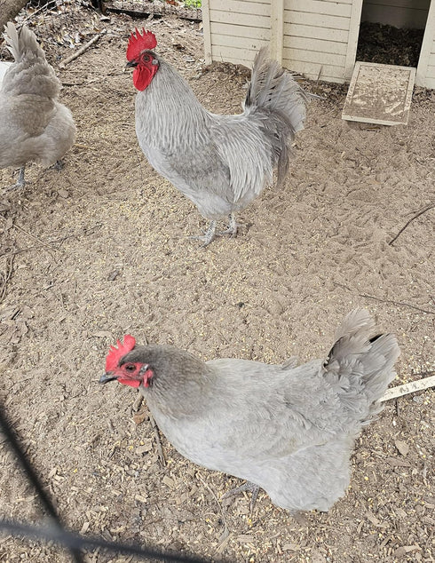 Generic Lavender Orpington Chicken Hatching Eggs, Fertilized, 6 Fresh Farm Eggs
