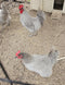 Generic Lavender Orpington Chicken Hatching Eggs, Fertilized, 6 Fresh Farm Eggs