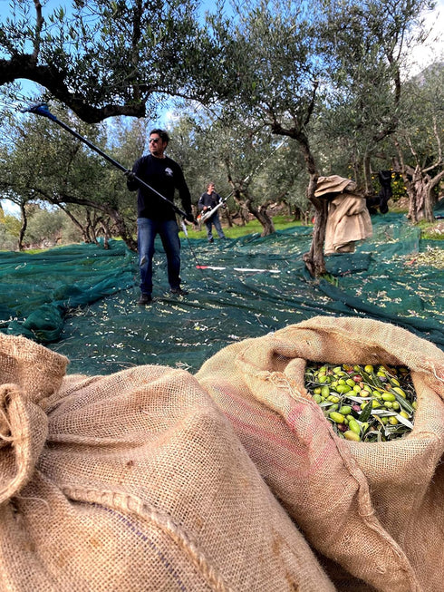 Greek Chili Pepper Infused Olive Oil