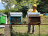 8.8 oz (250g) Giannetti Artisans Unpasteurized Chestnuts Honey from Tuscany, Italy - Artisan Produced