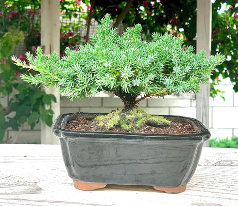 Generic 100% Live Dwarf Juniper Bonsai Tree | Indoor/Outdoor | Handcrafted| Home and Office Dcor | Best Gift