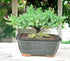 Generic 100% Live Dwarf Juniper Bonsai Tree | Indoor/Outdoor | Handcrafted| Home and Office Dcor | Best Gift