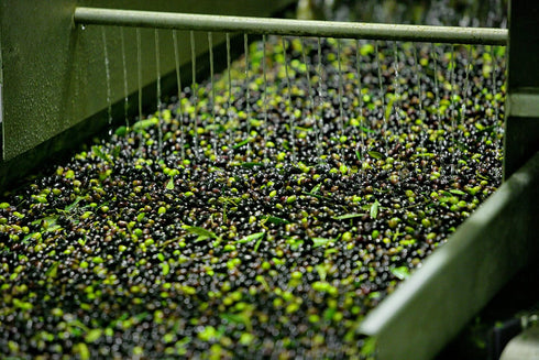 Packs 8 2.3 oz Packs Olive Snack - ct. (Kalamata)