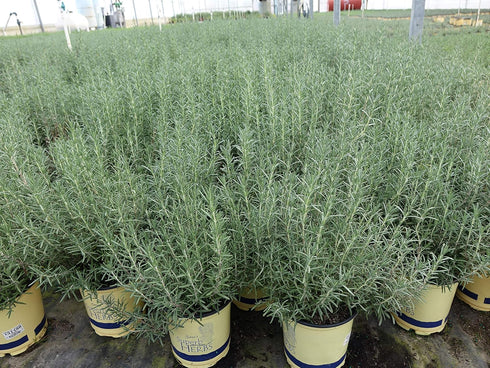 1 Sara's Superb Herbs - Rosmarinus officinalis 'Arp' (Rosemary) Herb, , - Size Container