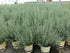 1 Sara's Superb Herbs - Rosmarinus officinalis 'Arp' (Rosemary) Herb, , - Size Container