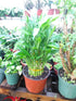 JM BAMBOO 3 4" 6" 8" 6'' Tier Lucky Bamboo Pot for Feng Shui/Unique Design