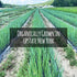 100% Gourmend Foods Organic Green Onion Powder Certified Low FODMAP Onion Substitute, Filler Free, Gluten Free