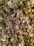Organic Bio Herbs Premium Dried Wormwood, 100% Natural & Hand-Harvested, Ideal for Herbal Tea, 6 Oz