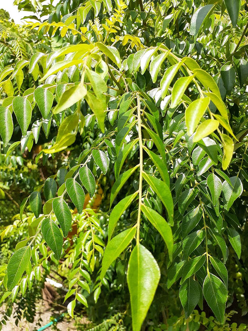 Hilltop Fresh 250 Fresh ORGANIC Gamthi Curry leaves - Leaves - Very Fragrant - Grown in Florida, USA -Picked fresh from