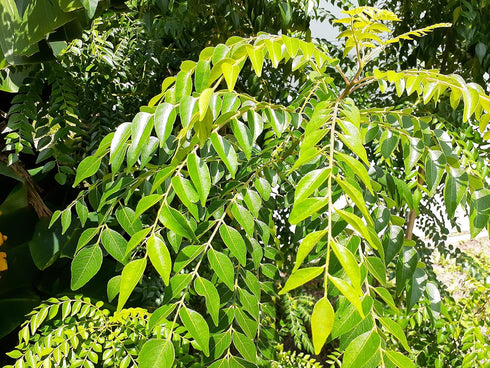 Hilltop Fresh Fresh ORGANIC Gamthi Curry leaves - 250 Leaves - Very Fragrant -