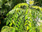 Hilltop Fresh Fresh ORGANIC Gamthi Curry leaves - 250 Leaves - Very Fragrant -