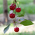 Country 1 Spoon No Sugar Added Dried Tart Montmorency Cherries, pound