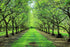 Bertagna Nut Company 100% 1 California Grown Red Walnuts, Natural, Raw, Shelled Halves and Pieces, Pound - Non-GMO