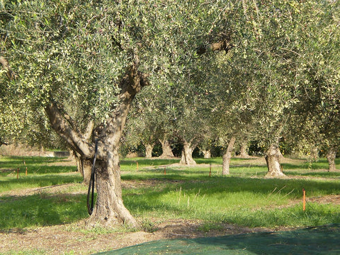 Laconiko 100% Extra Virgin Olive Oil Laconiko Ultra Premium Extra Virgin Olive Oil (Blood Orange)