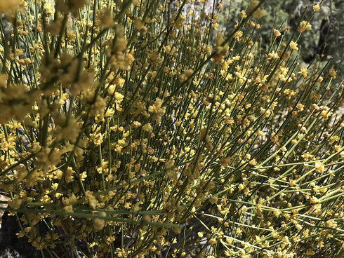 ForagedWild SUBALPINE Mormon Tea Wildcrafted 1/4lb Mormon Tea - Brigham Tea - Ephedra | USA Wildcrafted Dried Subalpine