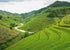 1 Food to Live Thai Hom Mali Jasmine White Rice, Pound Naturally Fragrant Long-Grain Rice, Flavorful, Raw, Vegan, Bulk.
